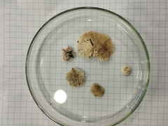 Entoloma sericellum