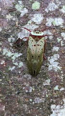 Copidocephala guttata