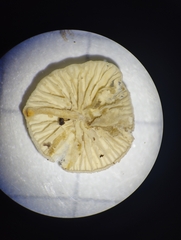 Entoloma sericellum