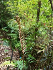 Blechnum chilense