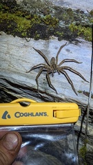 Cupiennius salei