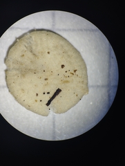 Entoloma sericellum