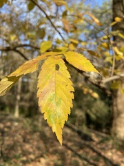 Planera aquatica