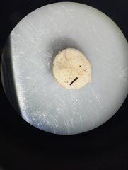 Entoloma sericellum