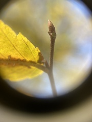Planera aquatica