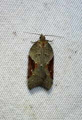 Acleris macdunnoughi