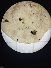 Entoloma sericellum