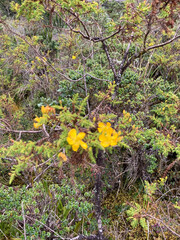 Hypericum laricifolium
