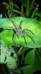 Cupiennius salei