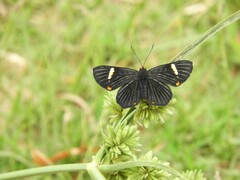 Riodina lycisca
