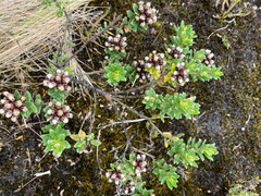 Vaccinium floribundum