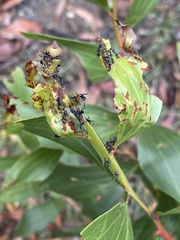 Jalmenus evagoras