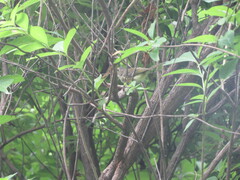 Vireo griseus