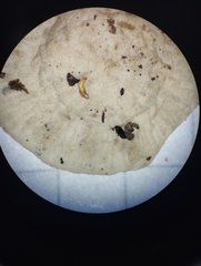 Entoloma sericellum
