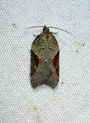 Acleris macdunnoughi
