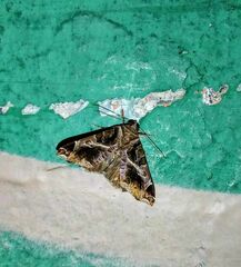 Calyptis