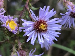 Symphyotrichum elliottii