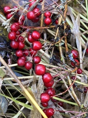 Cotoneaster salicifolius