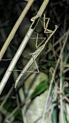 Phasmomantis sumichrasti