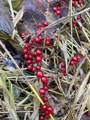 Cotoneaster salicifolius