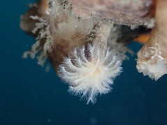 Eudistylia polymorpha