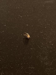 Drosophilidae