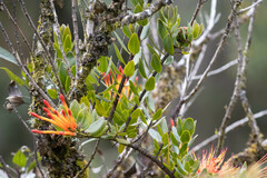 Tristerix longibracteatus