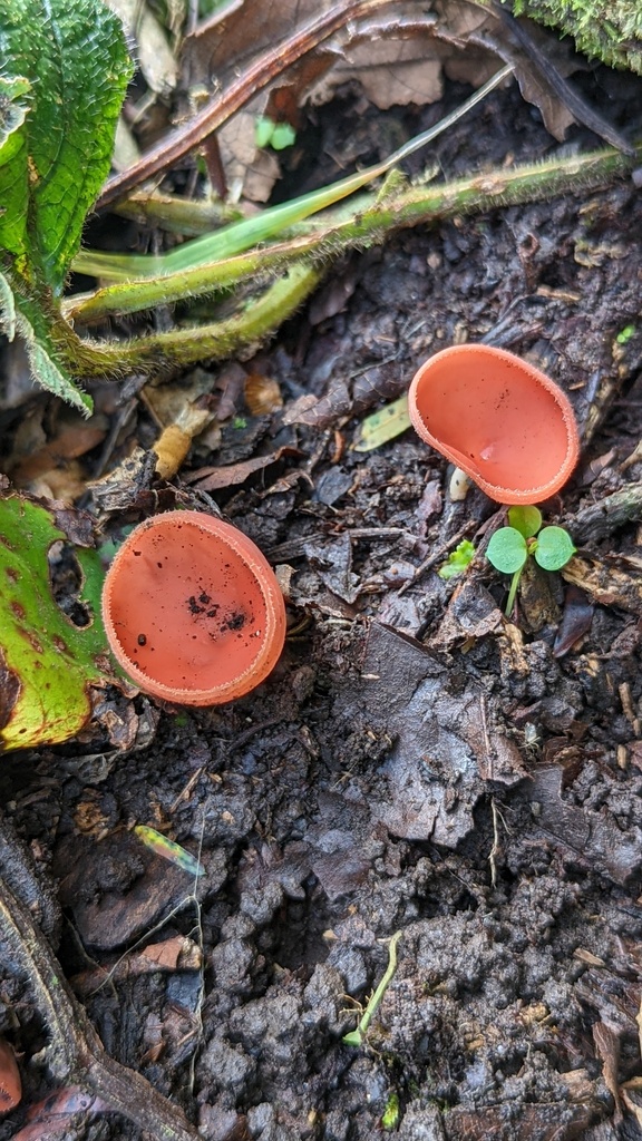 Cookeina from Oaxaca, Mexico on November 21, 2022 at 1116 AM by