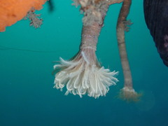 Eudistylia polymorpha