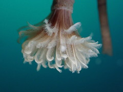 Eudistylia polymorpha