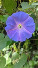 Ipomoea mitchelliae