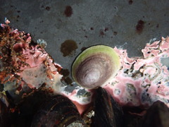 Acmaea
