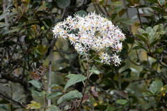 Dendrophorbium