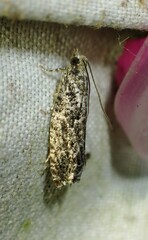 Epinotia