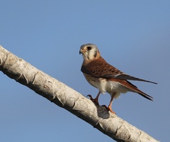 Falco sparverius dominicensis