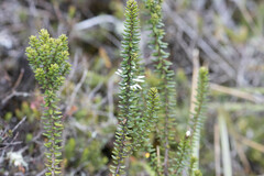 Epacris