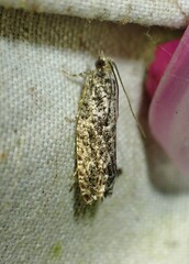 Epinotia