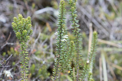 Epacris