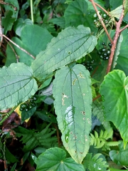 Smilax riparia