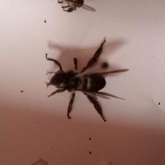 Apis dorsata breviligula