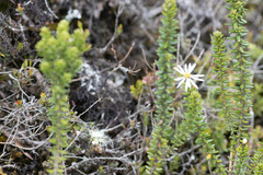 Diplostephium ericoides