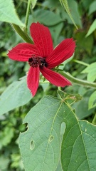 Hibiscus uncinellus