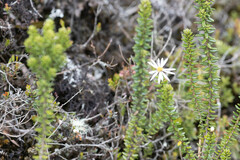 Diplostephium ericoides