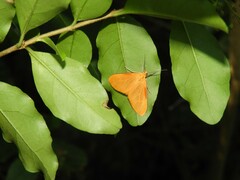 Eubaphe