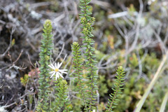 Diplostephium ericoides