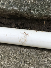 Oecophylla smaragdina