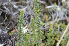 Diplostephium ericoides