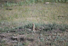 Cynomys gunnisoni