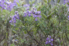 Lupinus pubescens
