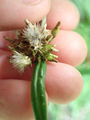 Euchiton